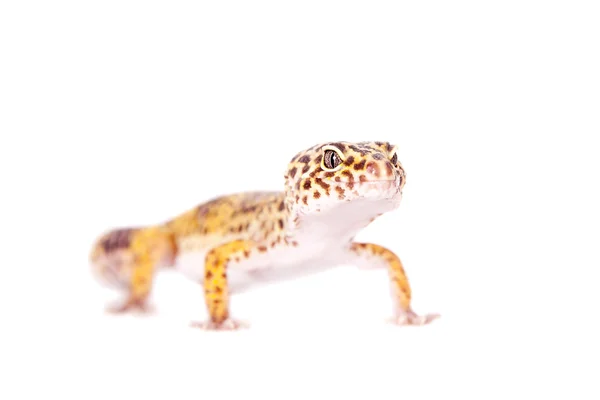 Leopardo Gecko sobre un fondo blanco —  Fotos de Stock