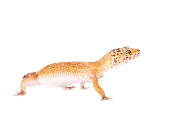 Leopard Gecko på vit bakgrund — Stockfoto