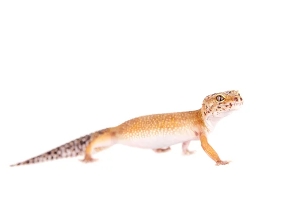 Leopardo Gecko sobre un fondo blanco — Foto de Stock