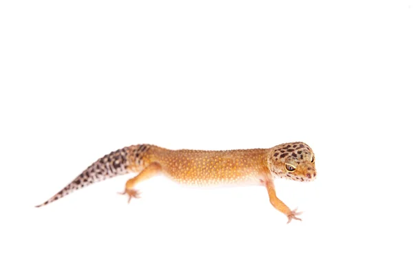 Leopard Gecko op een witte achtergrond — Stockfoto