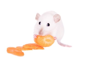 White laboratory rat eating carrot clipart