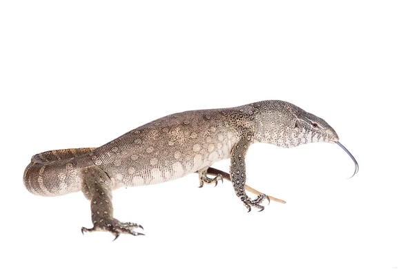 Nile monitor on white background — Stock Photo, Image