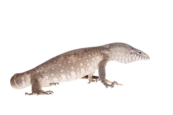 Nile monitor on white background — Stock Photo, Image