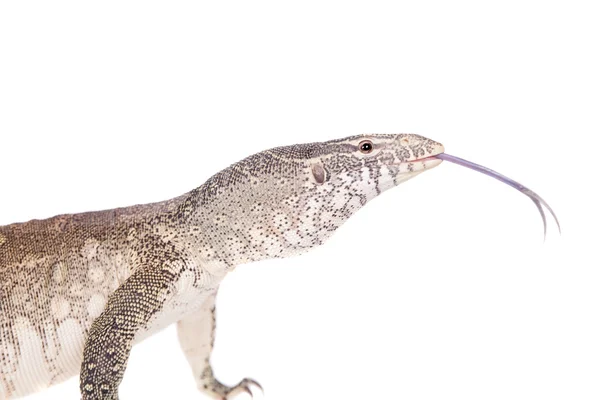 Nilmonitor auf weißem Hintergrund — Stockfoto