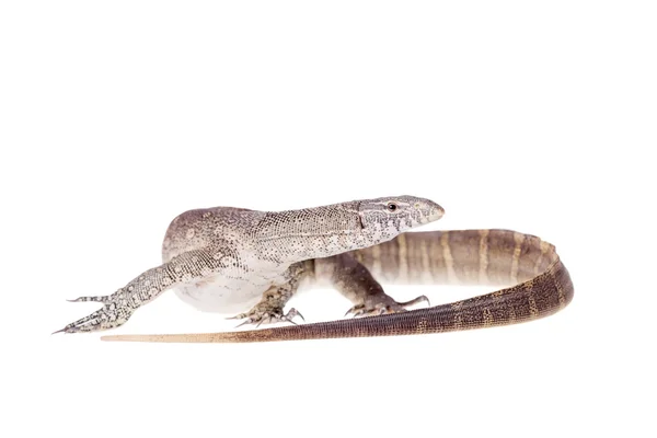 Nile monitor on white background — Stock Photo, Image