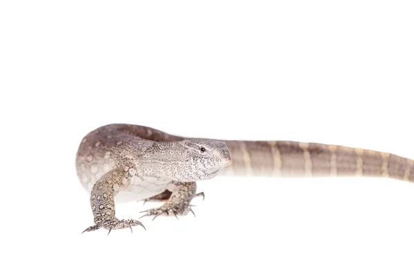 Nile monitor on white background — Stock Photo, Image