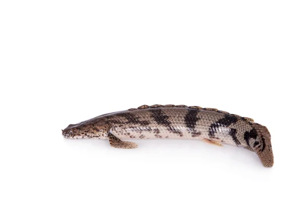 Bichir ensillado sobre fondo blanco — Foto de Stock