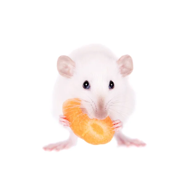 Rato de laboratório branco comendo cenoura — Fotografia de Stock