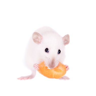 White laboratory rat eating carrot clipart