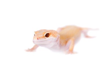 Albino leopar Gecko beyaz bir arka plan üzerinde