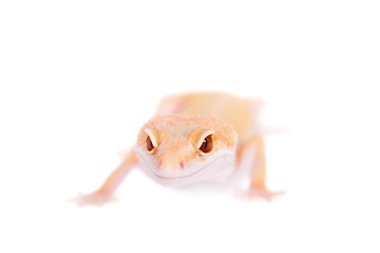 Albino leopar Gecko beyaz bir arka plan üzerinde