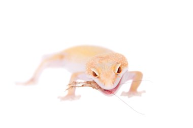 Albino leopar Gecko beyaz bir arka plan üzerinde