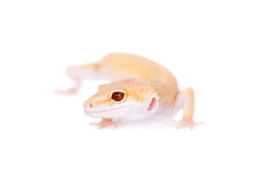 Albino leopar Gecko beyaz bir arka plan üzerinde