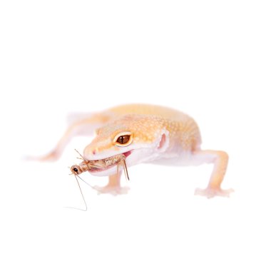 Albino leopar Gecko beyaz bir arka plan üzerinde