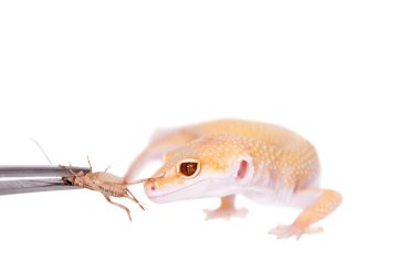 Albino leopar Gecko beyaz bir arka plan üzerinde