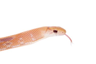 Radyasyonlu ratsnake beyaz izole