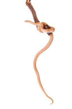 Cape House yılan üzerinde beyaz adam dolandı