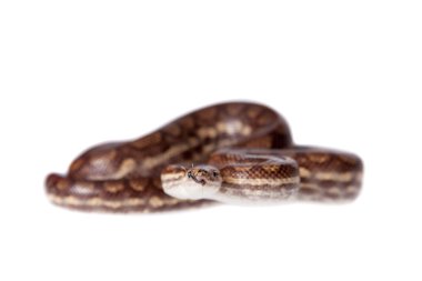 Gökkuşağı ağacında boa beyaz arka plan üzerinde