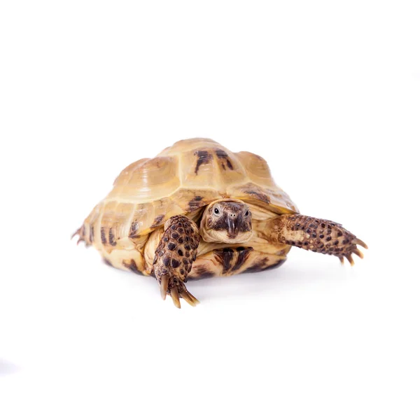 Central Asian tortoise on white background — Stock Photo, Image