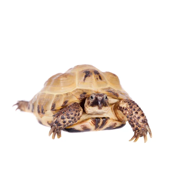 Central Asian tortoise on white background — Stock Photo, Image