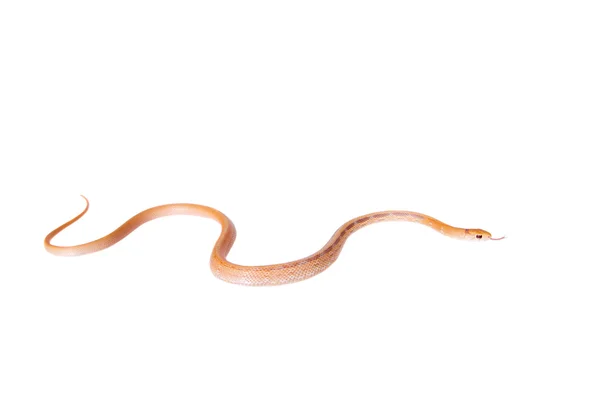 흰색 절연 방출된 ratsnake — 스톡 사진