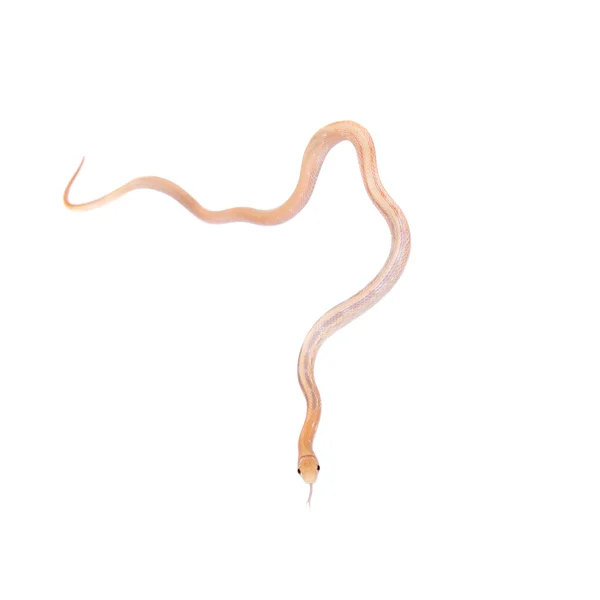 Радиационная крысиная змея, изолированная на белом — стоковое фото