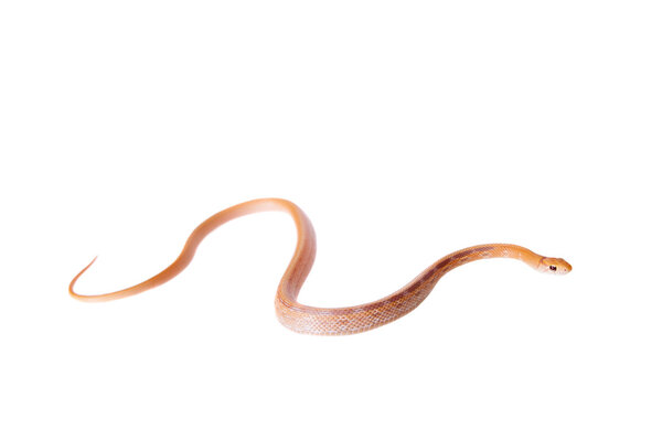 Радиационная крысиная змея, изолированная на белом
