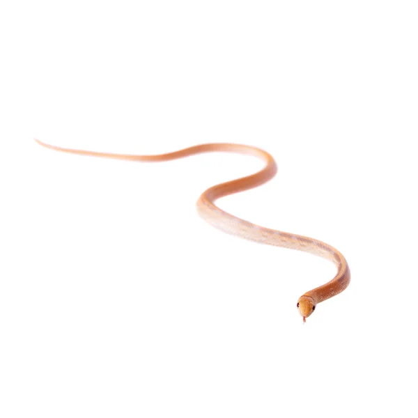 Serpiente de ratones radiada aislada en blanco —  Fotos de Stock