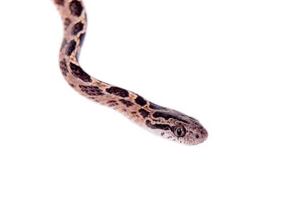 Muchos manchado gato serpiente en blanco — Foto de Stock