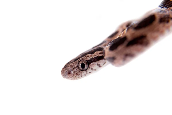 Molti macchiato gatto serpente su bianco — Foto Stock