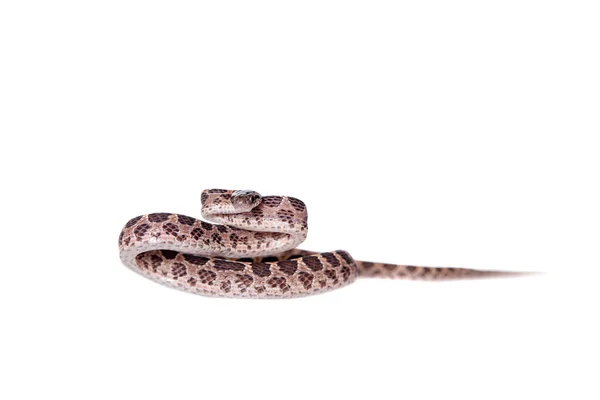 Many Spotted Cat Snake on white — Stock Photo, Image