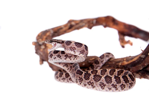 Muchos manchado gato serpiente en blanco —  Fotos de Stock