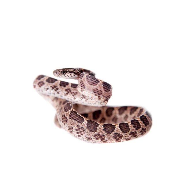 Vele Spotted Snake van de kat op wit — Stockfoto