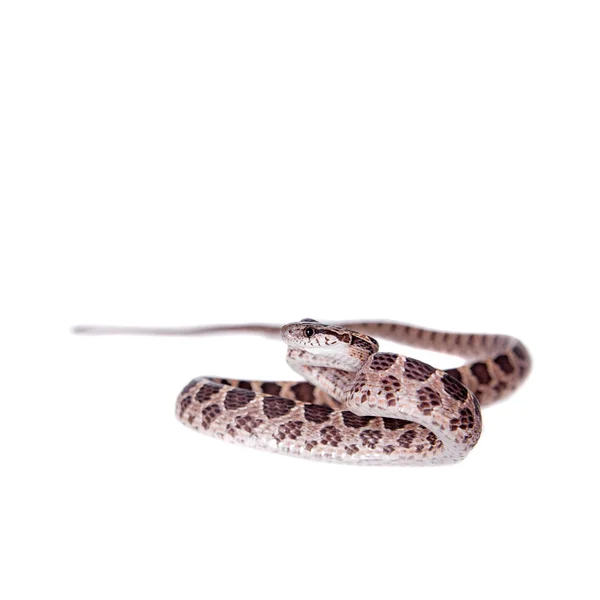 Muitas serpente gato manchado no branco — Fotografia de Stock