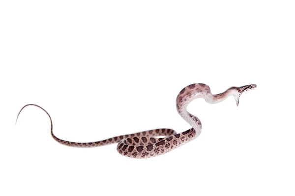 Many Spotted Cat Snake on white — Stock Photo, Image