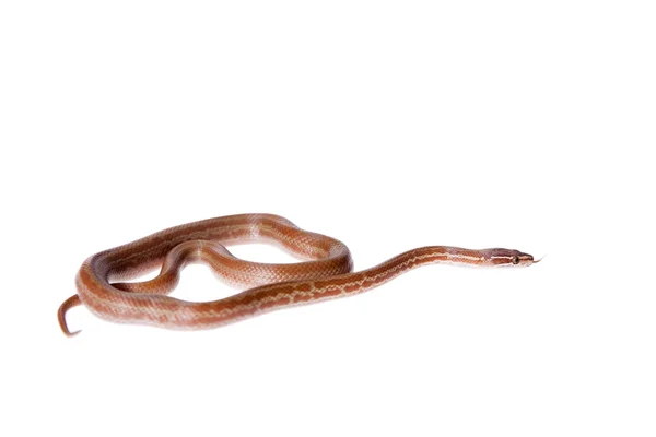 Coiled Cape House Snake on white backgroun — Stock Photo, Image