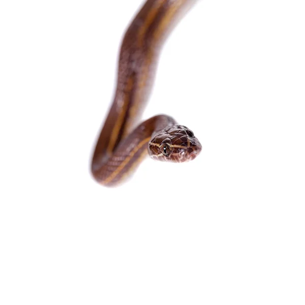 Serpiente de casa rayada sobre fondo blanco — Foto de Stock