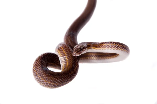 흰색 바탕에 줄무늬 집 뱀 — 스톡 사진