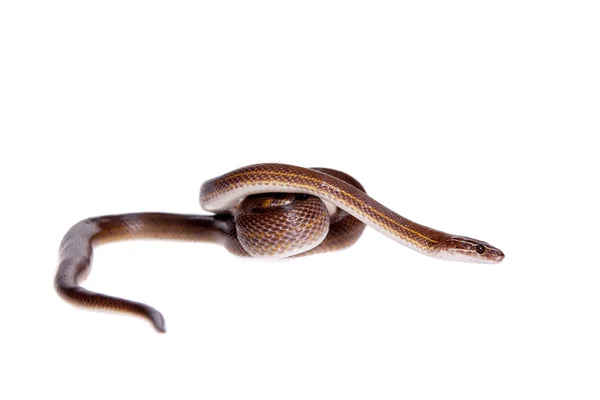 Ριγέ φίδι σπίτι σε άσπρο φόντο — Φωτογραφία Αρχείου