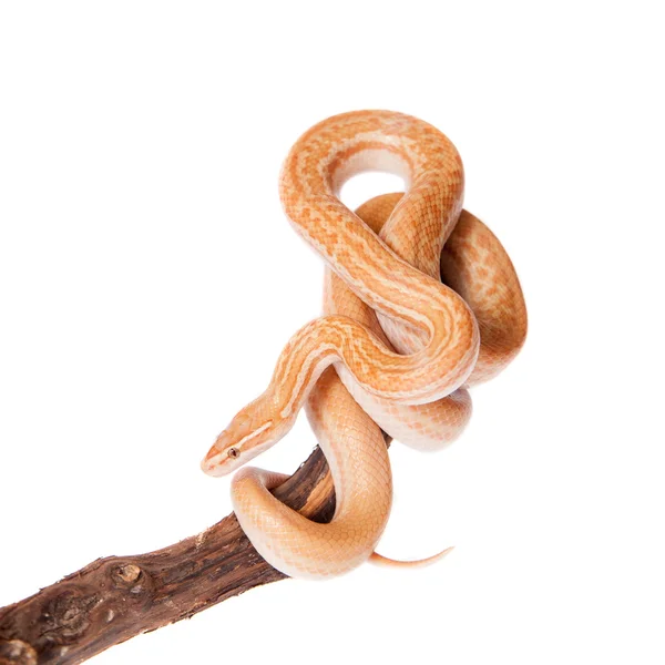 Скрученная змея на белой спине — стоковое фото