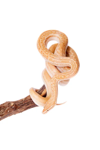Περιτυλιγμένα Ακρωτήριο σπίτι φίδι στον λευκό αμουδερές — Φωτογραφία Αρχείου