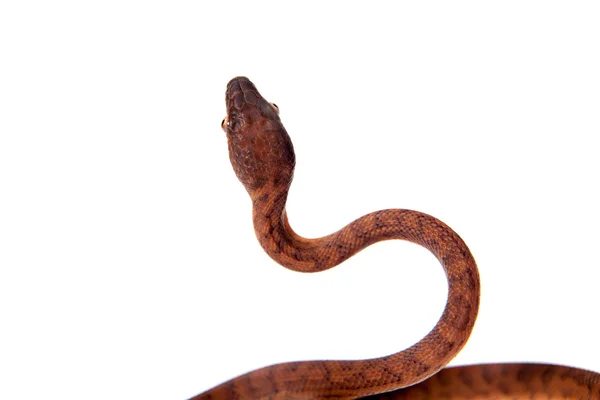 Puerto Rican boa on white backgorund — Stock Photo, Image