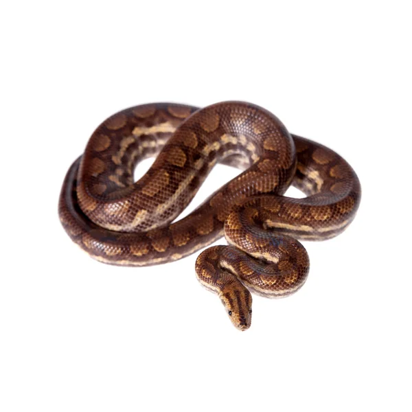 白色背景上的彩虹树蟒蛇 — 图库照片