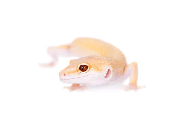 Primal Stock Photos Royalty Free Primal Images Depositphotos