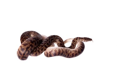 Beyaz arka plan üzerinde benekli Python