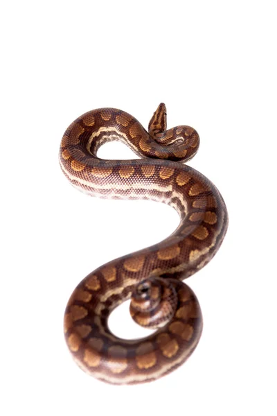 白色背景上的彩虹树蟒蛇 — 图库照片