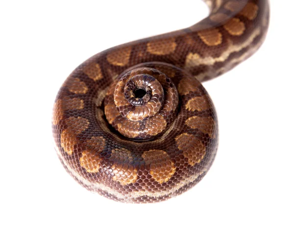 Rainbow tree boa on white background — Stock Photo, Image