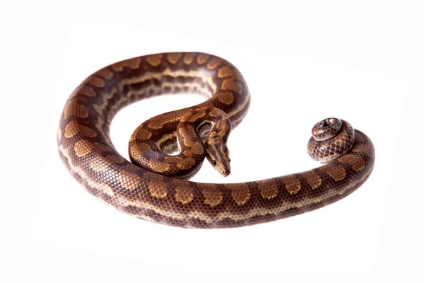 Rainbow tree boa on white background — Stock Photo, Image