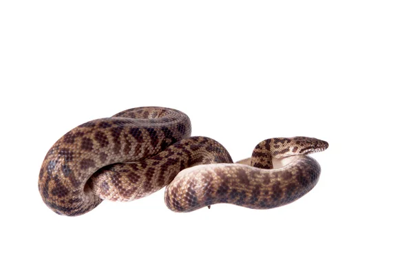 Strakaté Python na bílém pozadí — Stock fotografie