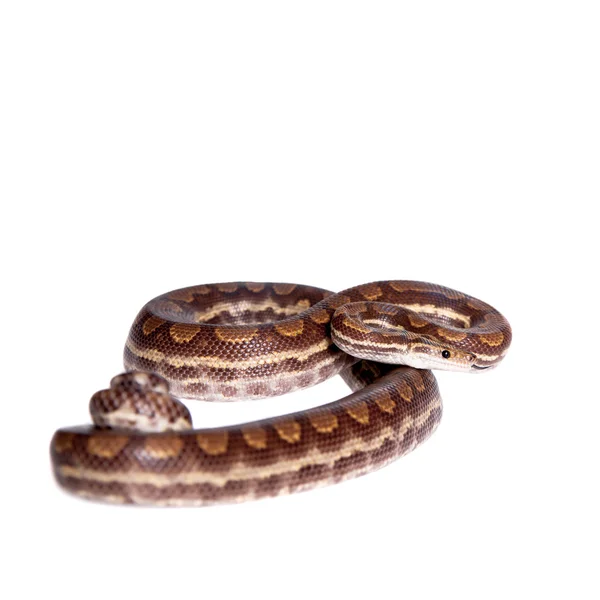 Rainbow tree boa on white background — Stock Photo, Image